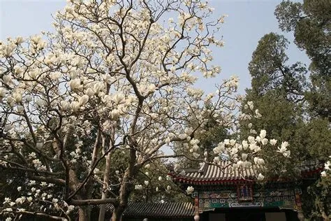 Der Yulan-Park: Ein üppiger Garten voller Schönheit und chinesischer Tradition!