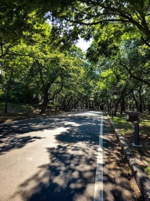  Die faszinierende Schönheit des Qingshan-Parks – ein Juwel für Naturliebhaber!